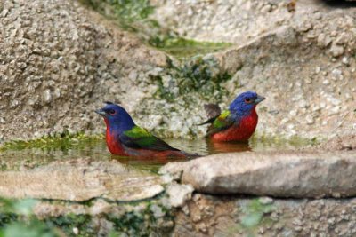 Painted Bunting, Tx