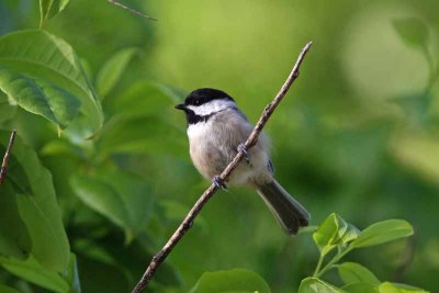 Carolina Chickadee, NC