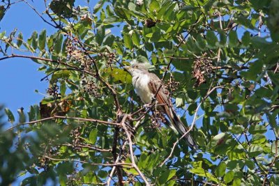 Yellow-billed Cuckoo, NC