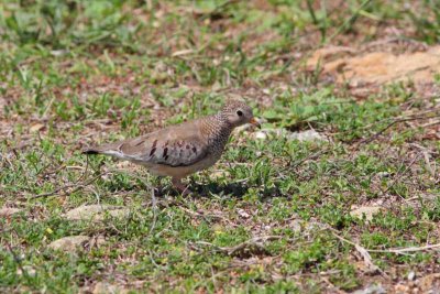 Common Ground-Dove