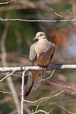 Mourning Dove, NC