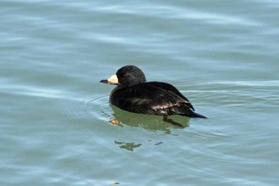 Black Scoter, SC