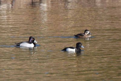 Tufted Duck, NC (Multiple Photos)