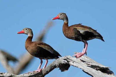 Black-bellied Whistling-Duck, SC