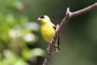 American Goldfinch, NC