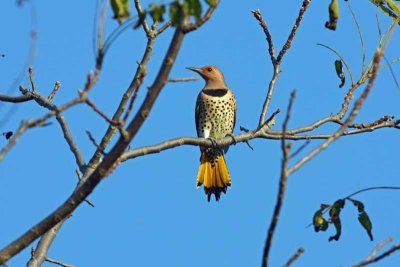 Northern Flicker (Yellow-shafted), NJ