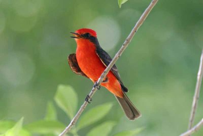 Vermillian Flycatcher, Tx