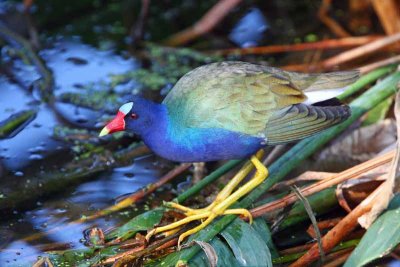 Rails, Coots, Gallinules, Limpkins, and Cranes