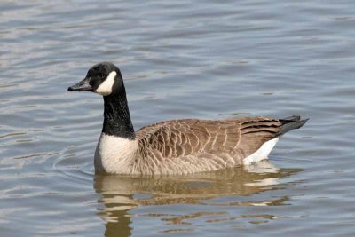 Canada Goose, NC