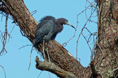 Little Blue Heron, Va