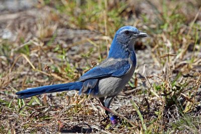 Florida Scrub-Jay, Fla