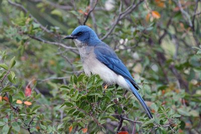 Mexican Jay, Tx