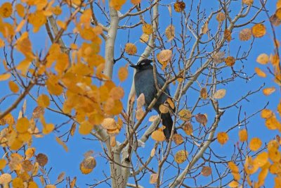 Steller's Jay, Co