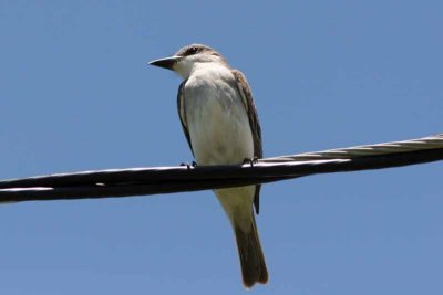 Gray Kingbird