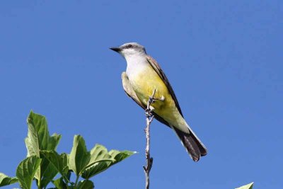 Western Kingbird, Tx