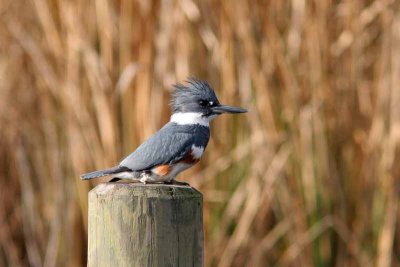 Belted Kingfisher, NC