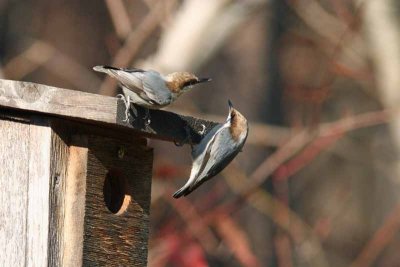  Brown-headed Nuthatch, NC