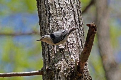 White-breasted Nuthatch, NC
