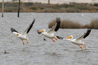 White Pelicans, NC