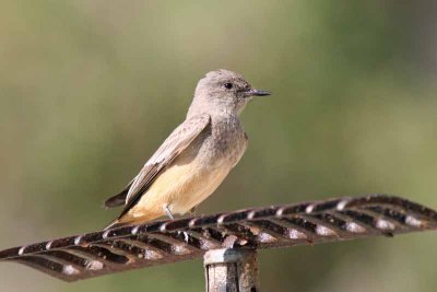 Say's Phoebe, Tx