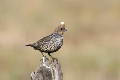 Scaled Quail,Tx