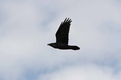 Northern Raven, NC