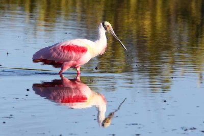 Roseate Spoonbill, Fla