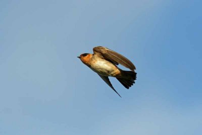 Cave Swallow, Tx