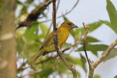 Hepatic Tanager