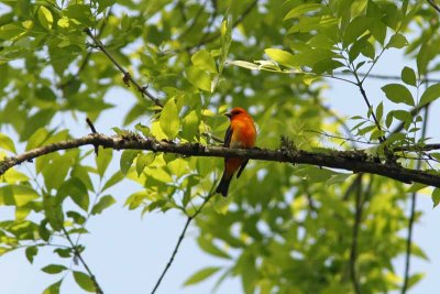 Scarlet Tanager, NC