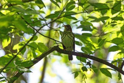 Wood Thrush, NC