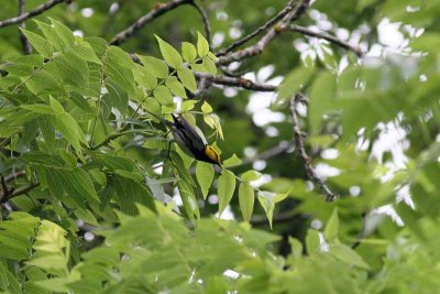 Golden-cheeked Warbler, Tx