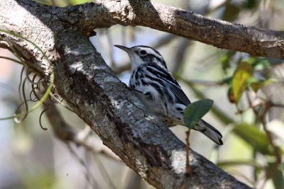 Black and White Warbler, Fla