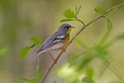 Northern Parula, NC