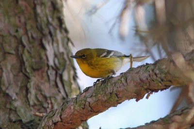 Pine Warbler, NC