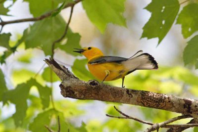 Prothonotary Warbler, NC