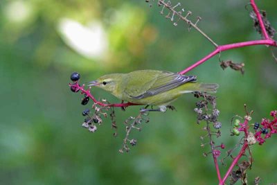 Tennessee Warbler, SC