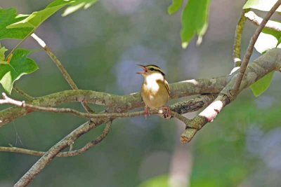 Worm-eating Warbler, NC