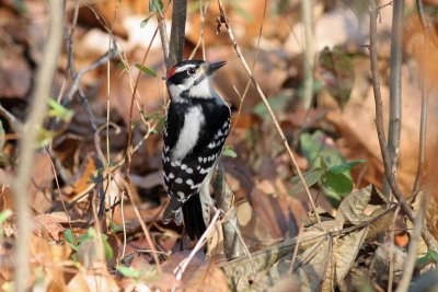 Downy Woodpecker, NC