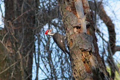 Pileated Woodpecker, NC