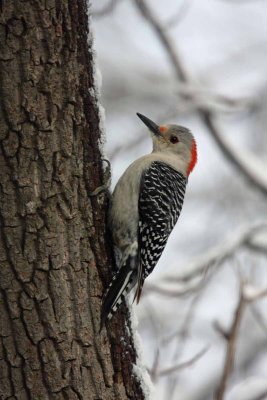 Red-bellied Woodpecker, NC