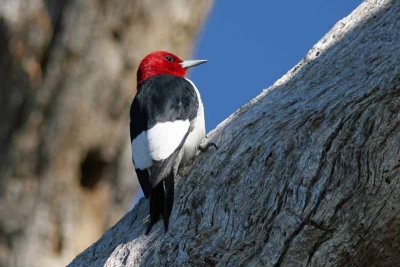 Red-headed Woodpecker, SC