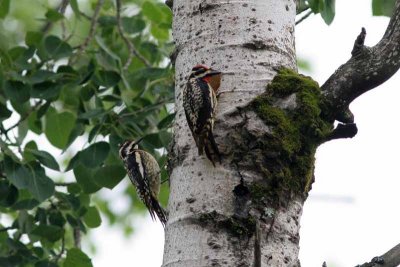 Yellow-bellied Sapsucker, NC