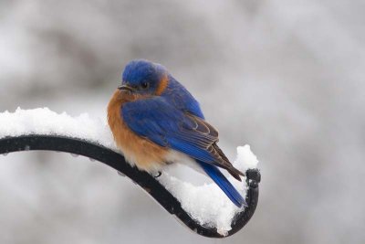 Eastern Bluebird, NC