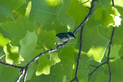 Cerulean warbler, NC