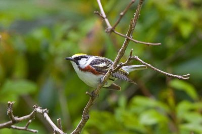 Chestnut-sided Warbler, NC