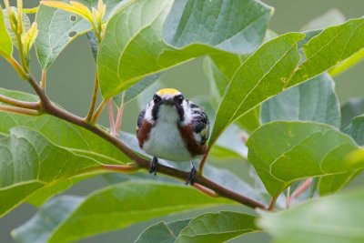 Chestnut-sided Warbler, NC