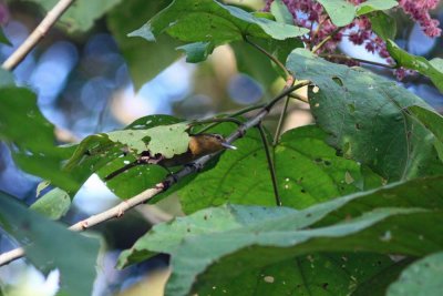 Buff-fronted Foliage-gleaner, Tarapoto