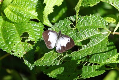 Unknown Butterfly, Abra Patricia Road,  Peru