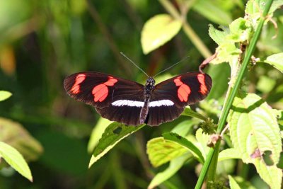 Longwing Butterfly, Abra Patricia Road,  Peru